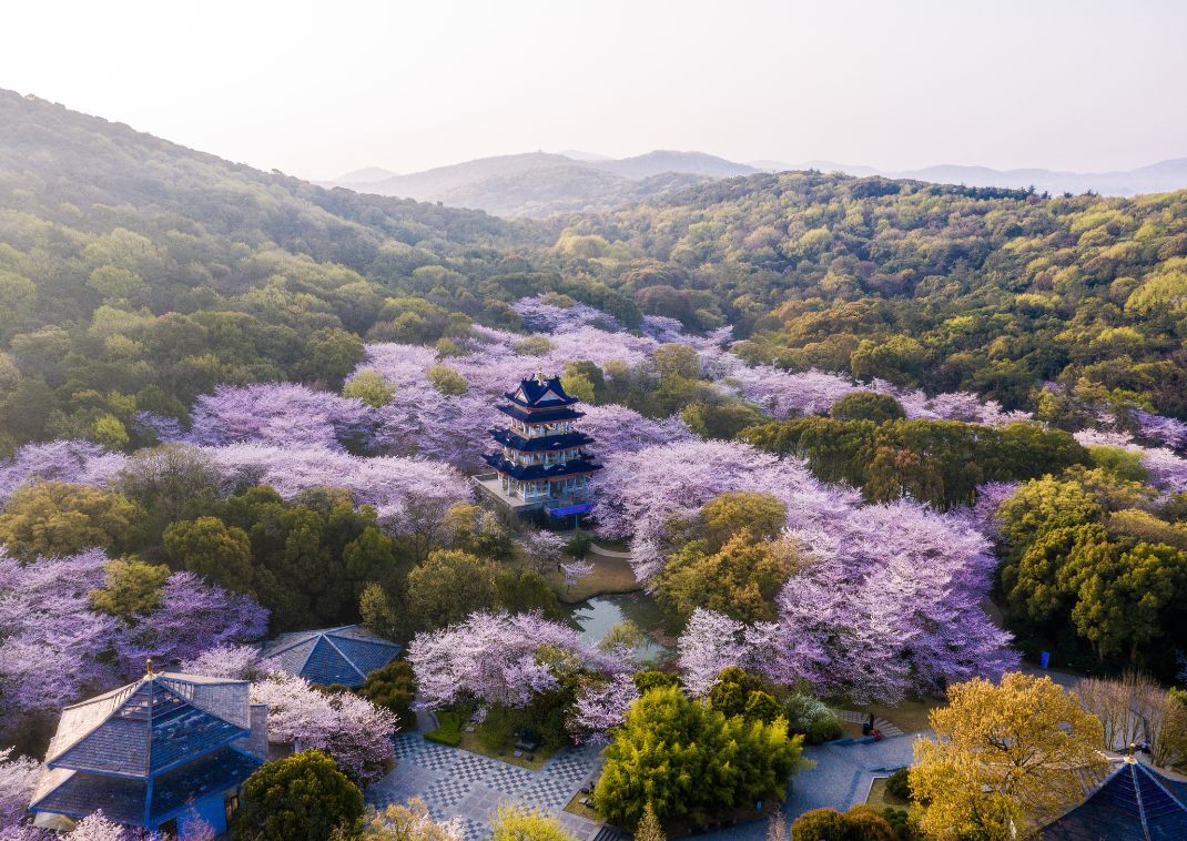 Landschap met een kasteel en kersenbloesem, Japan.