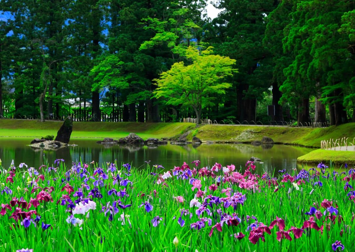 Irisbloementuin in Hiraizumi, Iwate