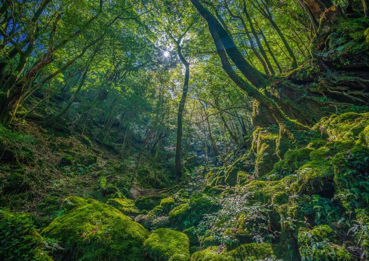Oerbos op het eiland Yakushima in Kagoshima, Japan
