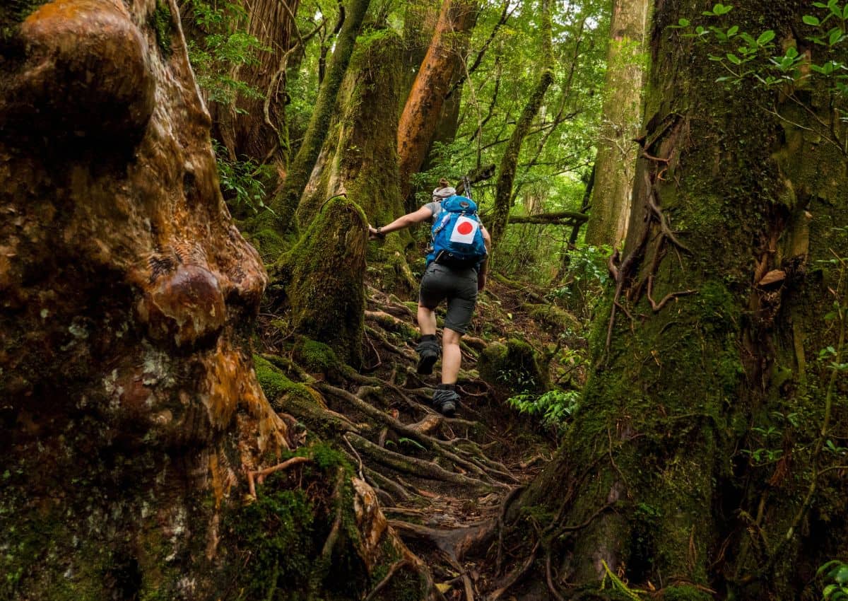Marcheur en pleine ascension dans la forêt luxuriante de Yakushima