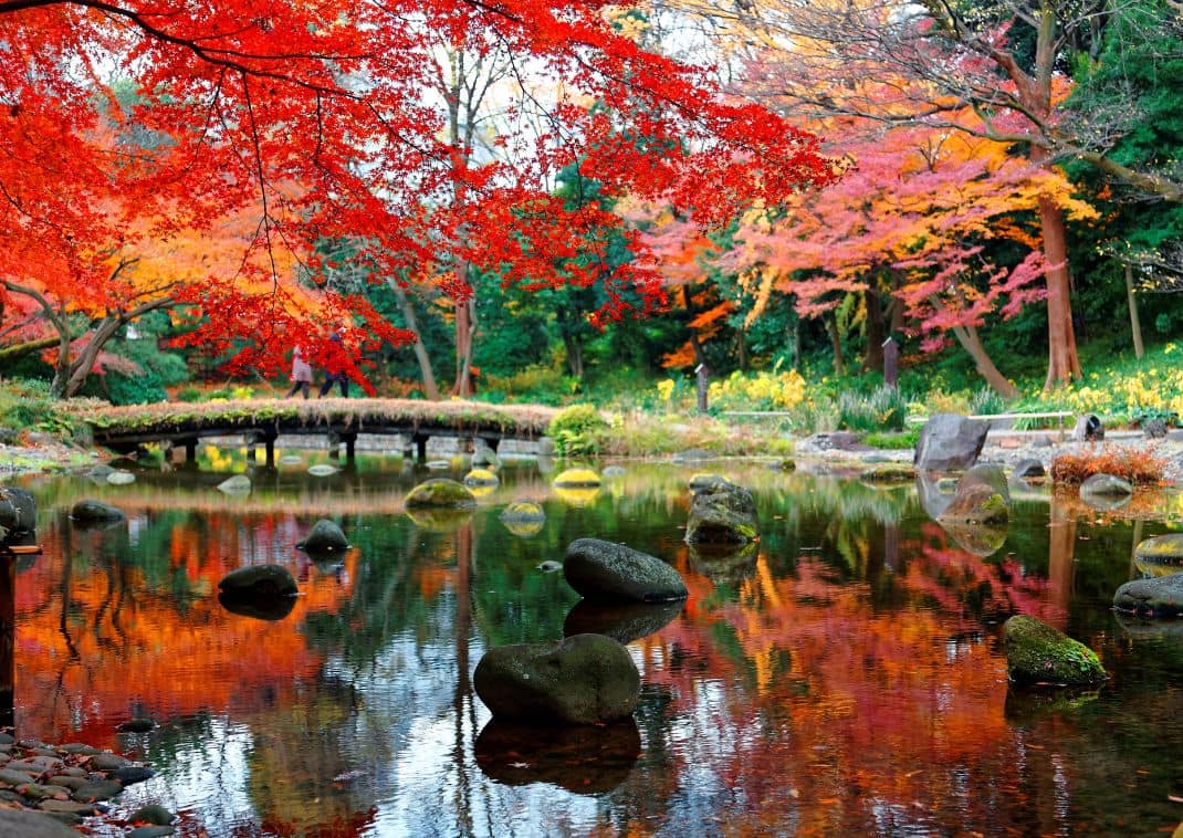 Herfstesdoorns weerspiegeld in de vijver van Koishikawa Korakuen in Tokyo, Japan
