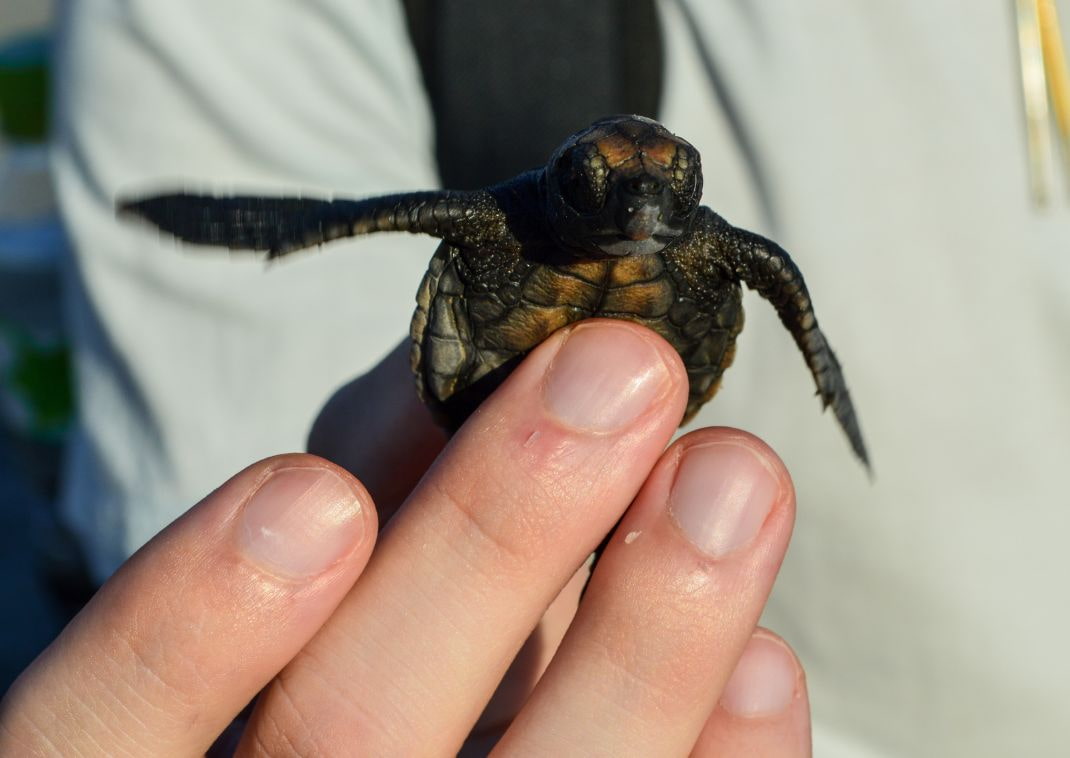 klein schildpadje van dichtbij.