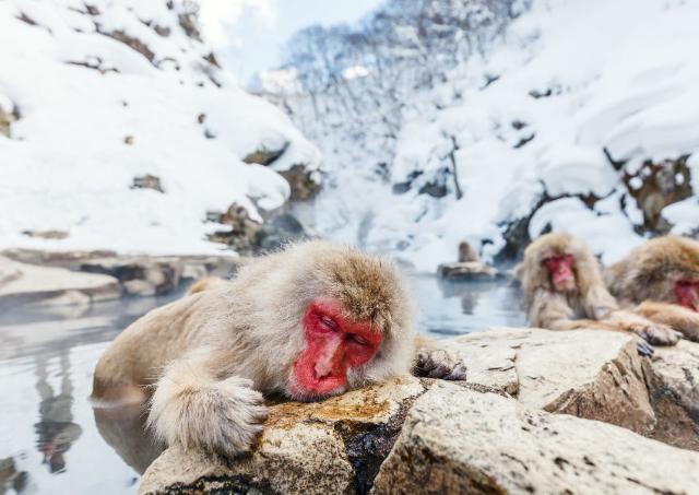 Top 5 bijzondere ervaringen met dieren in Japan