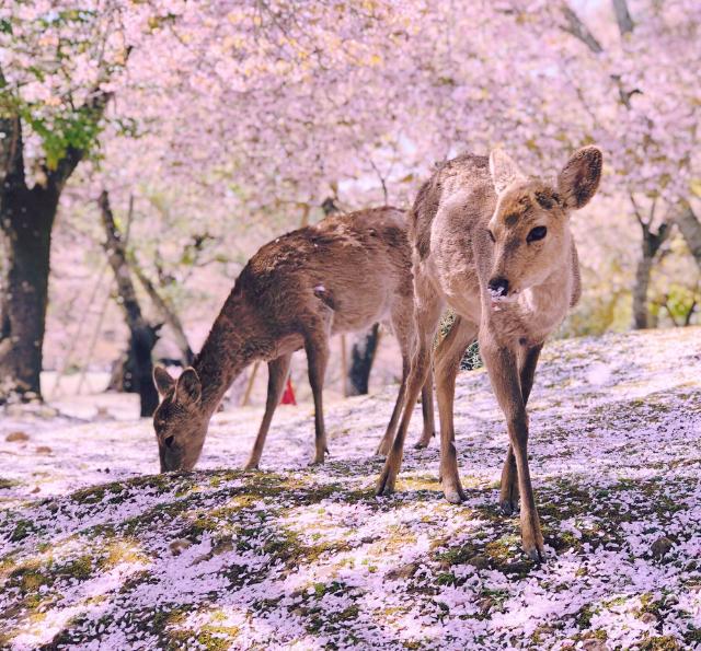 Herten en kersenbloesem in Nara Park, Japan 