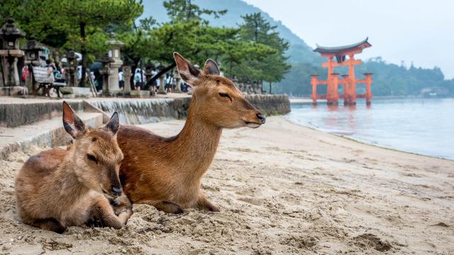 Twee herten zitten op het strand in Miyajima