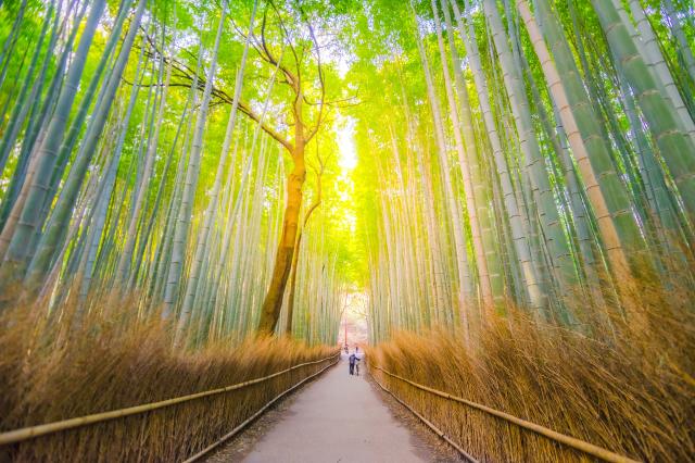 Arashiyama bamboebos 