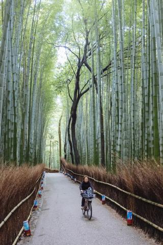 Arashiyama bamboebos 