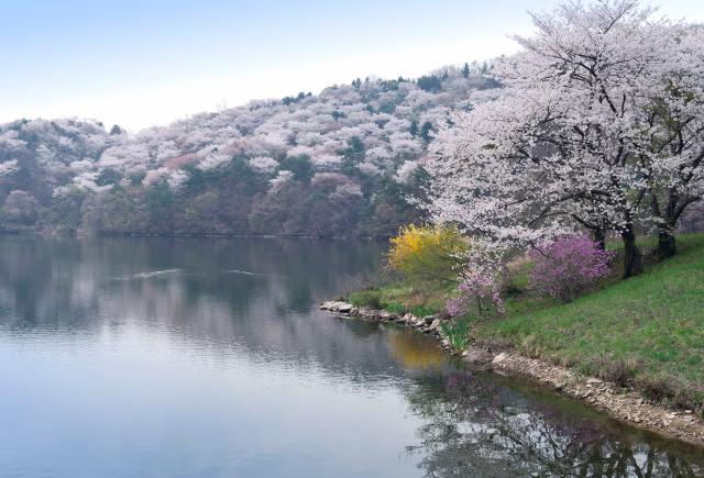 Kersenbloesem bij een meer in de buurt van Yongin