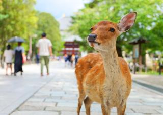 Hert in Nara Park
