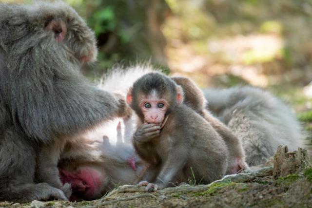 Apenfamilie in het Iwatayama-apenpark, Kyoto