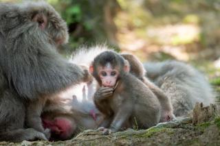 Apenfamilie in het Iwatayama-apenpark, Kyoto