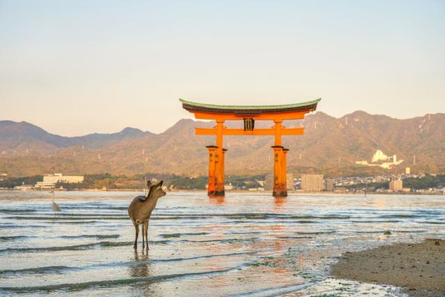Drijvende Torii met herten, Miyajima eiland