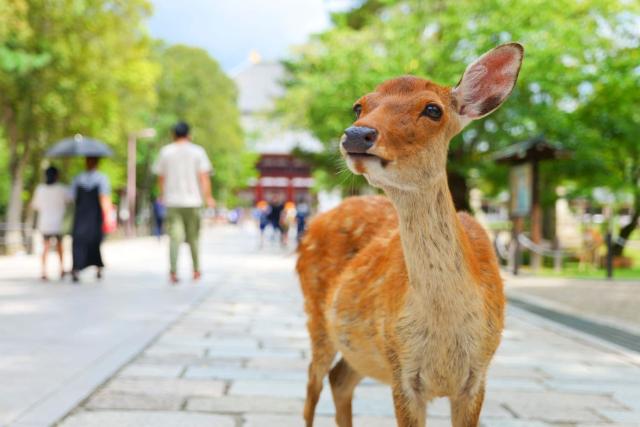 Vriendelijke herten in Nara
