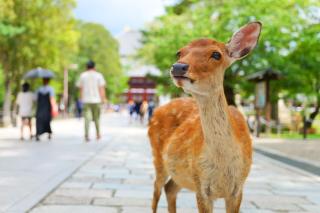 Vriendelijke herten in Nara