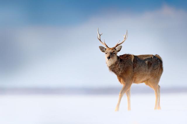 Wilde herten in het Shiretoko Nationaal Park
