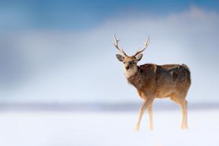 Wilde herten in het Shiretoko Nationaal Park