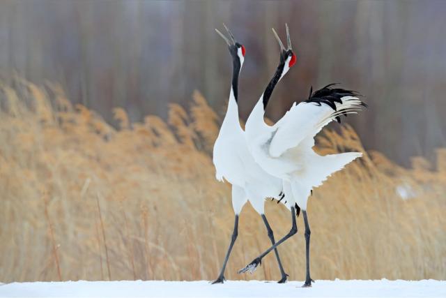 Wilde Japanse kraanvogels in Kushiro