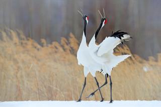 Wilde Japanse kraanvogels in Kushiro