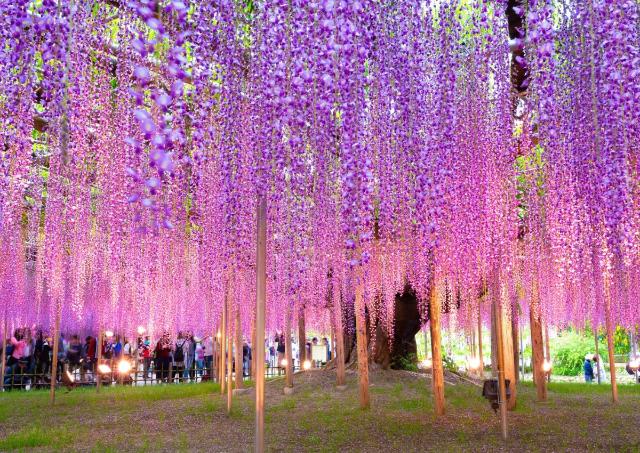  Prachtige Japanse wisteria in volle bloei, Ashikaga Flower Park, prefectuur Tochigi, Japan