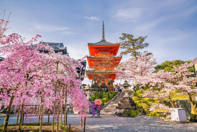 De Kiyomizu-dera-tempel te midden van de bloeiende sakura in Kyoto, Japan 