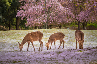 Herten rond de eeuwenoude Kasuga Taisha-tempel in Nara, Japan