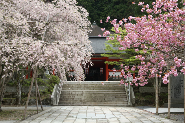 Tempel omringd door kersenbomen op de berg Koyasan