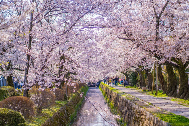 Filosofenpad in de lente, Kyoto