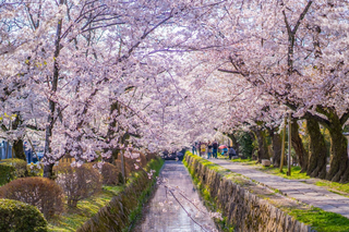 Filosofenpad in de lente, Kyoto