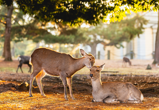 Kleine herten genieten van het zonlicht in Nara Park, Osaka, Japan