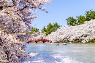 Kersenbloesems in Hirosaki Kasteel, Aomori
