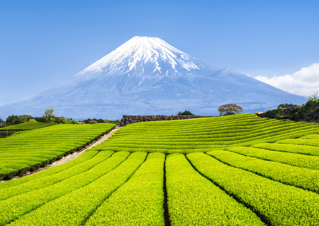 De berg Fuji met groene theeplantages op de voorgrond
