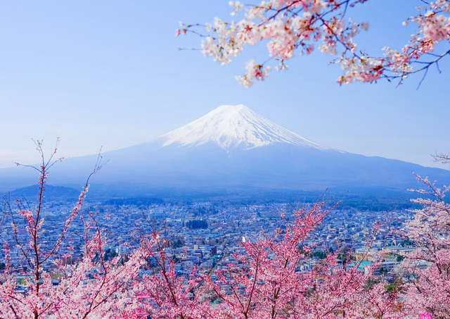 De berg Fuji met kersenbloesems in de lente