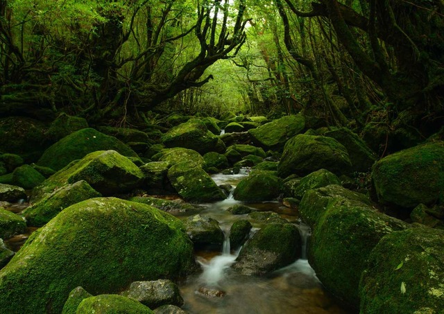 Bos van Yakushima