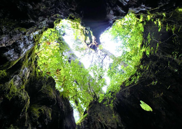 Wilsonstronk, Yakushima