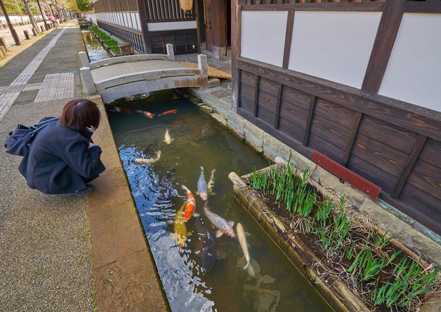 Karper op Tonomachi Street, Tsuwano