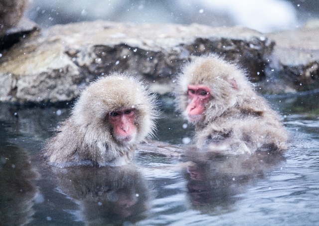 Sneeuwapen badend in warmwaterbronnen in Jigokudani Park, Shibu Onsen