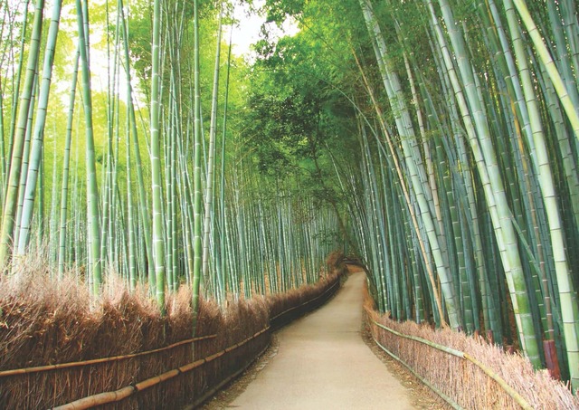 Arashiyama, het bamboebos van Kyoto 