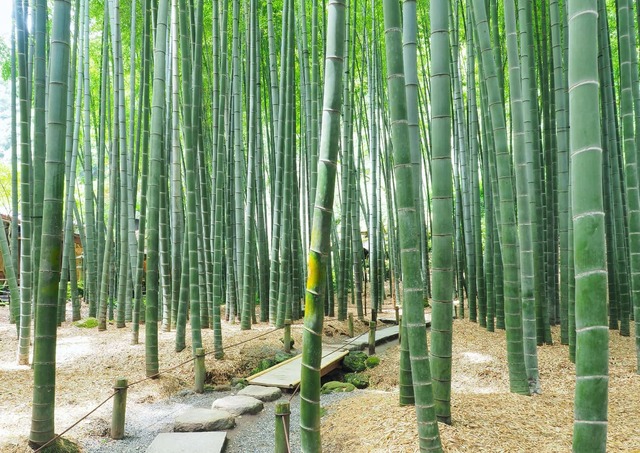 Bamboebos, Hokokuji-tempel
