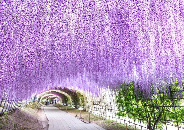 Wisteria-tunnel in Kawachi Fuji Garden