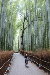 Arashiyama bamboebos