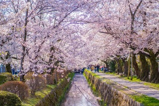 Filosofenpad in de lente, Kyoto