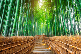 Bamboebos, Arashiyama