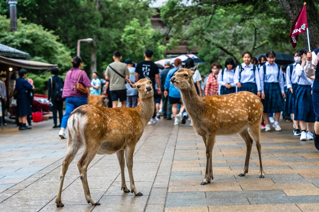 Sika hert in Nara Park in Japan