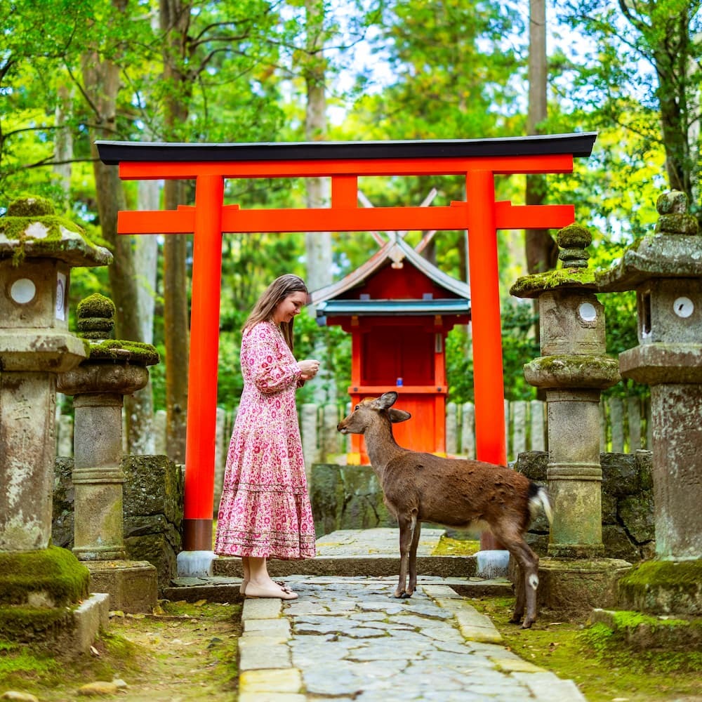 Toerist voert een volwassen sikahert in Nara Park, Japan, met een rode torii poort op de achtergrond