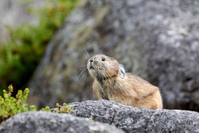 Pika konijn, 