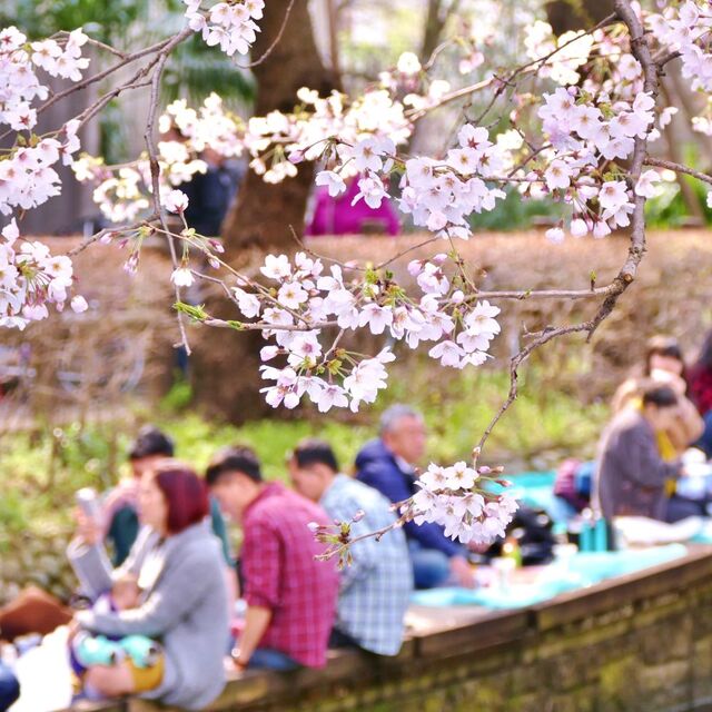 mensen vieren Hanami onder een kersenbloesemboom
