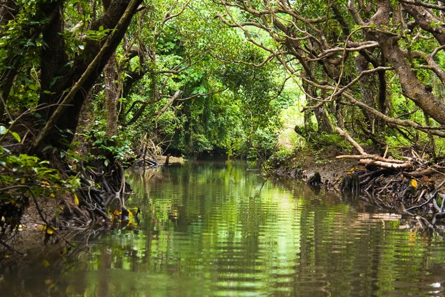 Mangrove en rivieravontuur