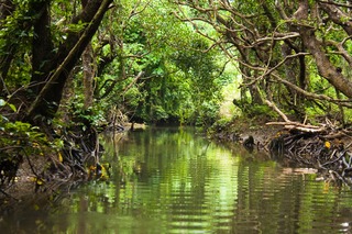 Mangrove en rivieravontuur