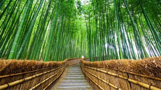 Sagano Bamboo Grove, Kyoto 