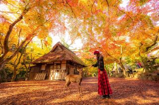 Nara Park 